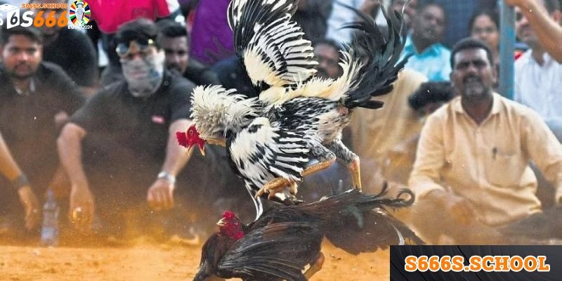 Các chiến kê sẽ được phân loại để đảm bảo công bằng