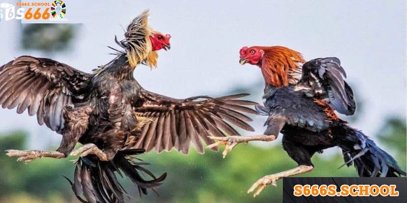 Tham gia trò chơi trực tuyến này là một cách để cải thiện thu nhập bản thân