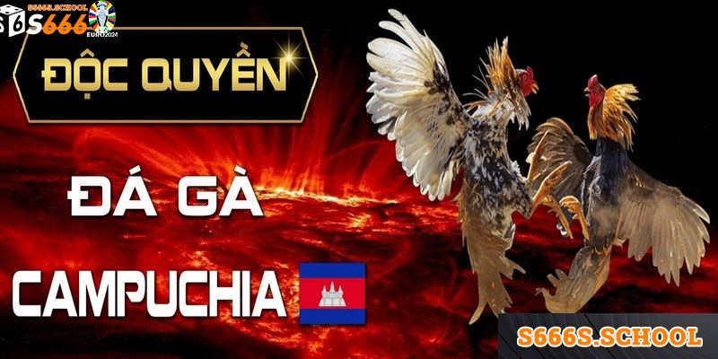 Trải nghiệm đá gà Campuchia đặc sắc