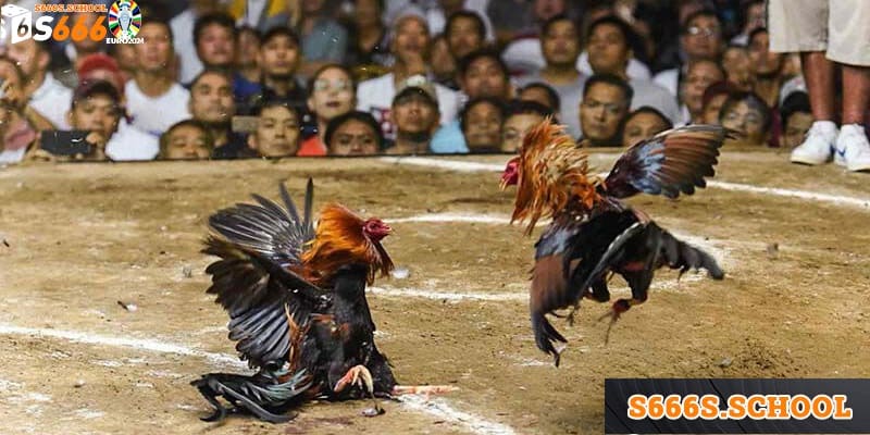 Lựa chọn thời điểm thích hợp giúp bạn chiến thắng mỗi khi đặt cược