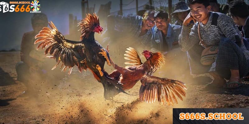 Đá gà truyền thống là một trong những hình thức cá cược được nhiều người lựa chọn