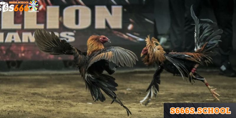 Luật chơi đá gà đòn được quy định cụ thể tại trường gà Thomo