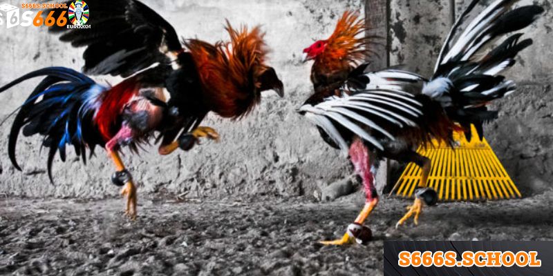 Gà Đòn C1 Thomo - Tổng Hợp Các Thông Tin Quan Trọng Nhất