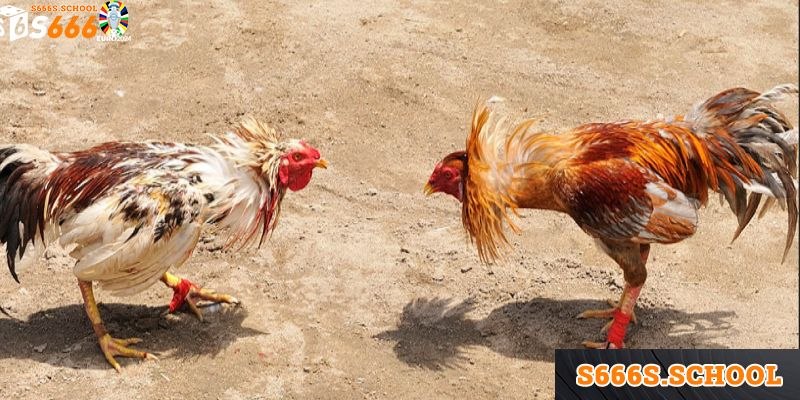 Thời gian một trận đấu diễn ra như thế nào