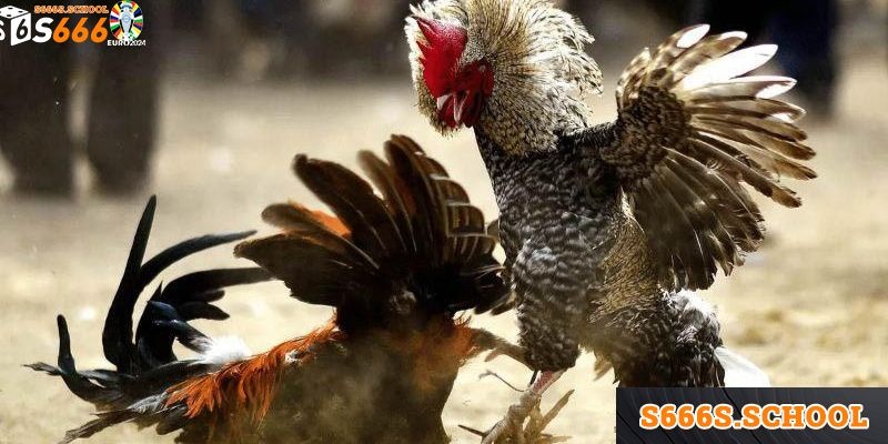 Tổng quan chi tiết về hình thức đá gà Thomo hấp dẫn