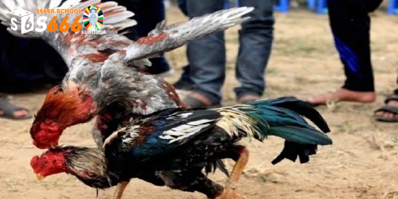 Chọi Gà: Bộ Môn Thể Thao Cá Cược Hàng Đầu Hiện Nay
