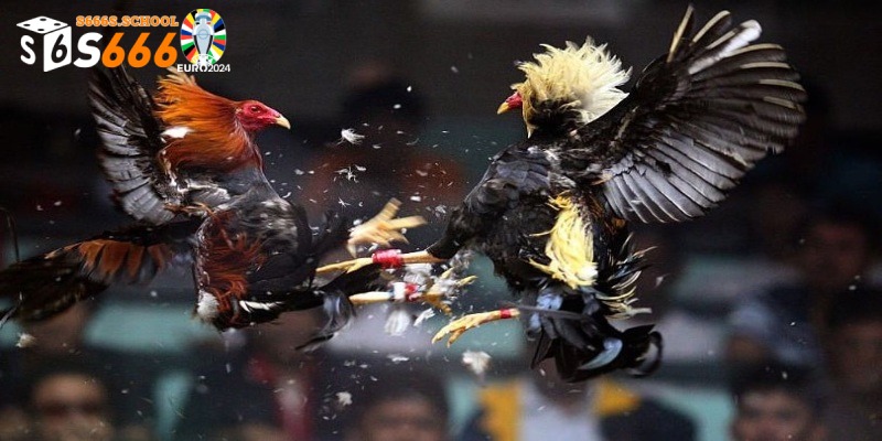 Đá Gà Trực Tuyến - Những Trải Nghiệm Không Nên Bỏ Lỡ