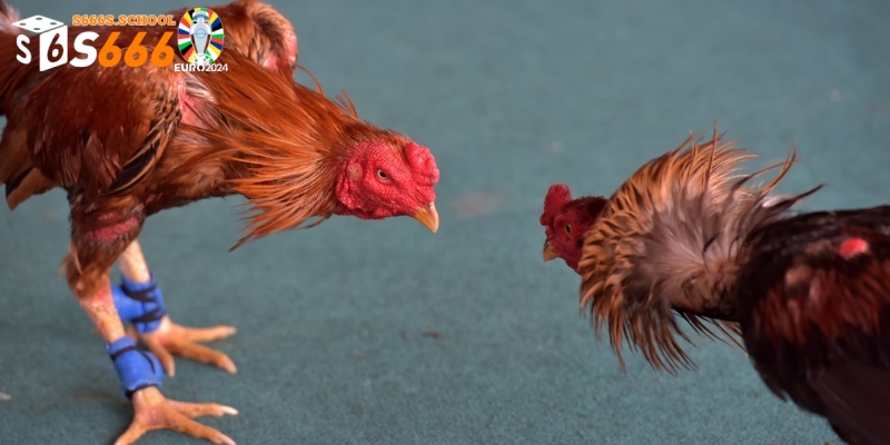 Mẹo đặt cược ưu ích giúp giành lợi thế