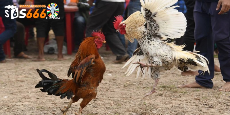 Tổng quan về giải đấu trực tiếp đá gà đòn