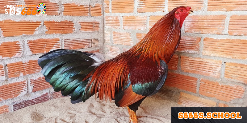 Cách Huấn Luyện Gà Asil Thành Chiến Kê Bất Bại