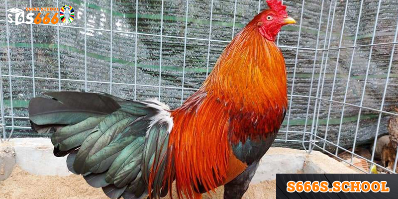 Tổng quan về giống gà asil