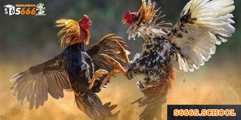 Tuân thủ các bước huấn luyện và lưu ý từ nhà cái để tạo nên chiến kê bất bại cho riêng mình